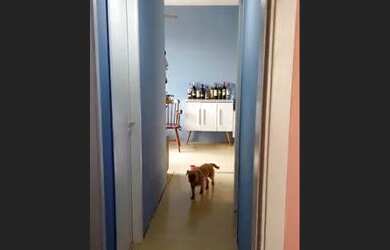 Imagem 15: Apartamento para Venda Jardim Nove de Julho São Paulo