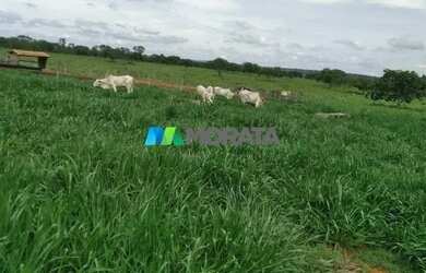 Imagem 16: FAZENDA À VENDA - 113 HECTARES - MORRO DA GARÇA MG