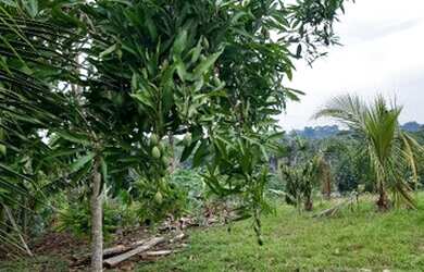 Imagem 3: Vendo esta Linda chácara