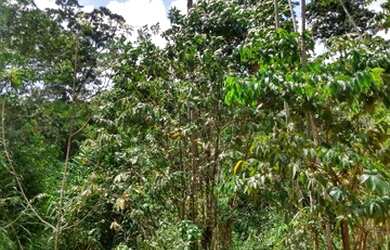 Imagem 2: Chácara. 20.000m² de Área