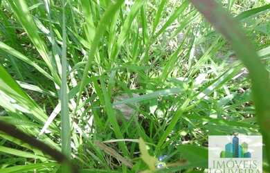 Imagem 9: Terreno à venda, 5201 m² por R$ 1.200.000 - São Joaquim - Vinhedo/SP