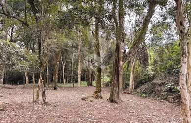 Imagem 15: Propriedade Rural com produção de Uvas e uma casa de Mista