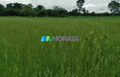 Imagem 14: FAZENDA À VENDA - 113 HECTARES - MORRO DA GARÇA MG