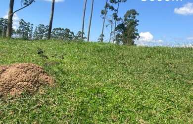 Imagem 16: Mega promoção chácaras de 5000m² por apenas R$ 60.000,00 mil reais...