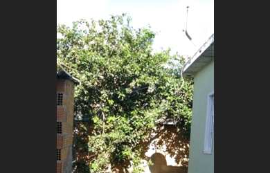 Imagem 8: Alugo Casa com uma lojinha em zona rural de São Pedro da Aldeia-RJ