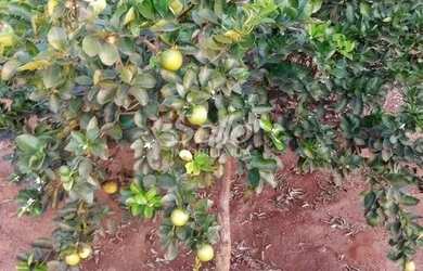 Imagem 2: Venda Chácara ÁREA RURAL DE UBERLÂNDIA