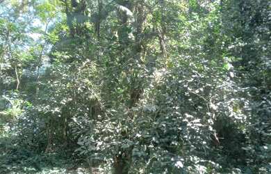 Imagem 14: Super lote pe na agua represa e acesso cachoeira 80 mil reais