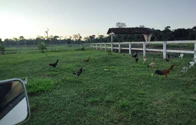Imagem: A fazenda possui 500m² de Área e está localizado em Juruti