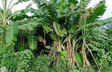 Imagem 6: Oportunidade única, fazenda 22 hectares formando por apenas 700k