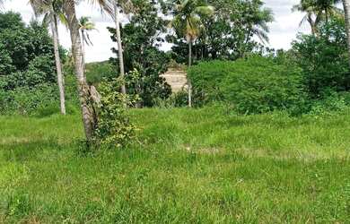Imagem 15: Linda Fazenda com 200 hectares na região de São Gonçalo do Amarante