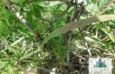 Imagem 11: Terreno à venda, 5201 m² por R$ 1.200.000 - São Joaquim - Vinhedo/SP