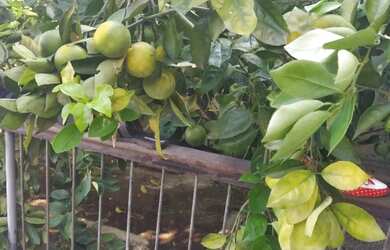 Imagem 7: Linda Casa na Brasilândia São Gonçalo