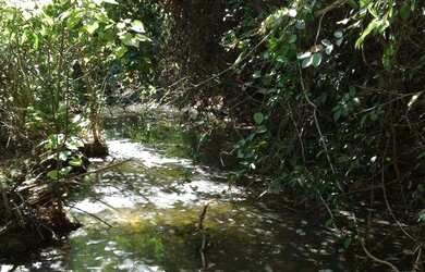 Imagem 14: OPORTUNIDADE ÚNICA Fazendinha de 38 hectares as margens da BR a 12 km...