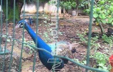 Imagem 12: Venda Sítio Granja Santa Inês são Benedito Santa Luzia