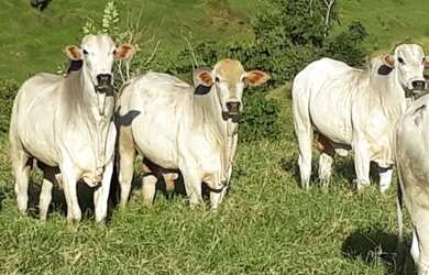 Imagem: A fazenda possui 613m² de Área e está localizado em Sobral