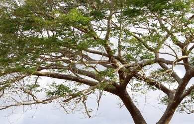 Imagem 3: Lote com 390m² por apenas 230.000,00 no Yby Natureza