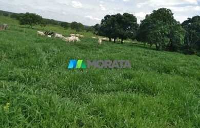 Imagem 10: FAZENDA À VENDA - 113 HECTARES - MORRO DA GARÇA MG