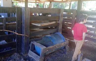 Imagem 12: VENDO FAZENDA COM 55 ALQUEIRES