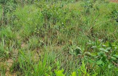 Imagem 9: Fazenda 158 hectares valor 1.120.000