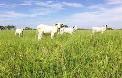 Imagem: A fazenda está localizado em Asa Sul, Brasília para alugar