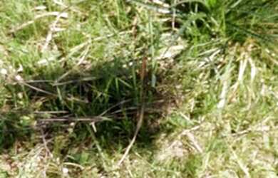 Imagem 1: Terreno Esquina, loteamento Porto Brasil, Qd 9, lote 141, bairro Santa...