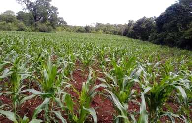 Imagem: A fazenda possui 93.000m² de Área e está localizado em Bom