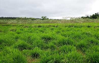 Imagem 9: Venda de Fazenda. Varanda, Guarda roupae870.000m² de Área