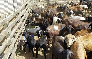 Imagem 11: Venda de Fazenda. Varanda, Guarda roupae870.000m² de Área