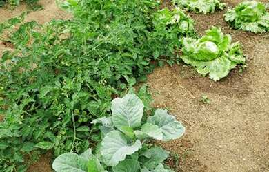 Imagem 16: Venda de Fazenda. Varanda, Guarda roupae870.000m² de Área