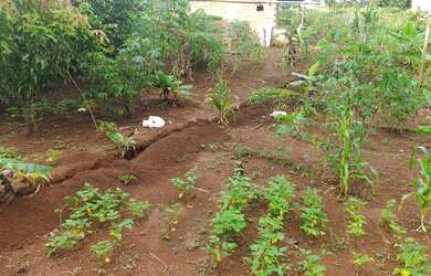 Imagem 5: Cháchara Jardim são José