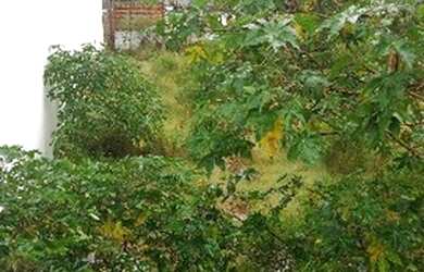 Imagem 3: Terreno em Nonoai