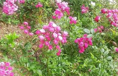 Imagem: A chácara e está localizado em Caraá, RS à venda por R$190.000