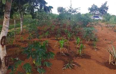 Imagem 7: Cháchara Jardim são José