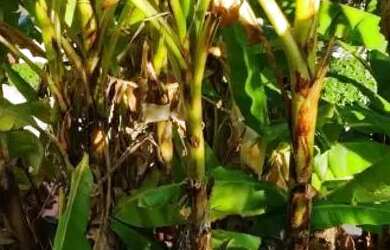 Imagem 15: Casa em Atibaia ZAP. Varanda, 120000m² de Área, 2 Vagas na garageme2...