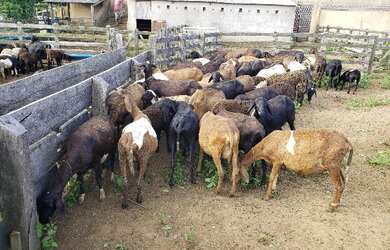 Imagem 10: Venda de Fazenda. Varanda, Guarda roupae870.000m² de Área
