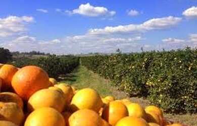 Imagem: A fazenda está localizado em Palestina, SP à venda por R$2.520.000