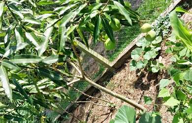 Imagem 7: Chácara 1300 metros - 220 mil