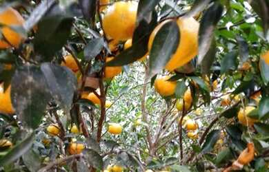 Imagem: A chácara possui 10.000m² de Área e está localizado em