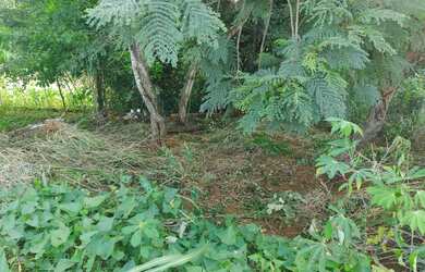 Imagem 12: Cháchara Jardim são José