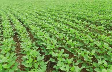 Imagem: A fazenda está localizado em São Luís, MA à venda por R$15.000.000