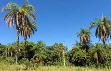 Imagem: A chácara está localizado em Jaboticatubas, MG à venda por