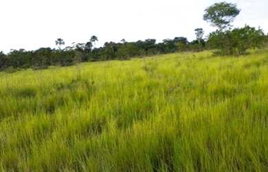 Imagem: A fazenda está localizado em Plano Diretor Sul, Palmas à venda