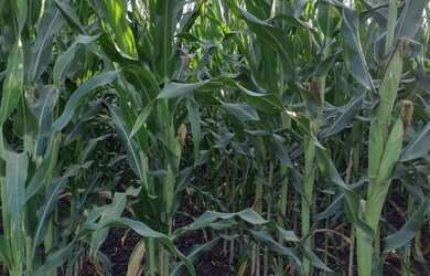 Imagem 4: Chácara 9 Alqueires São Luís de montes belos