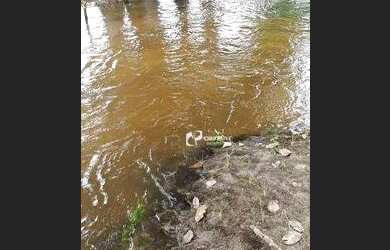 Imagem 11: Terreno à venda, 14546 m² por R$ 730.000 - Padre Julio Maria - Caucaia/CE