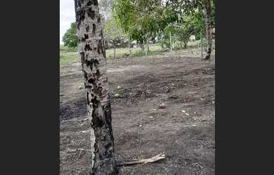 Imagem 5: Terreno. 600m² de Área