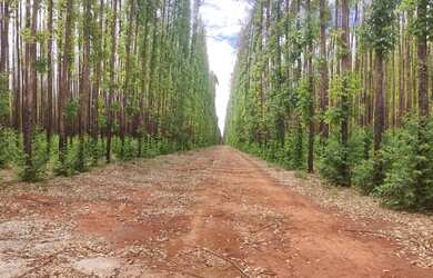 Imagem: A fazenda possui 6.300m² de Área e está localizado em Bonito