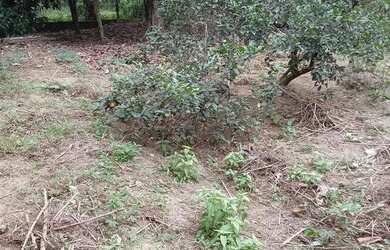 Imagem 2: Lote em Guapimirim, Parada Ideial, com 800 metros