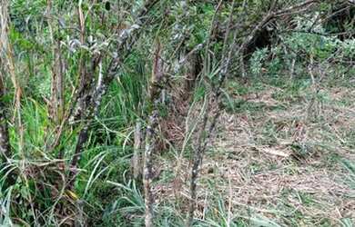 Imagem 5: Atibaia - Terreno Padrão - Jardim Paulista