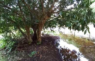 Imagem 9: Terreno à venda, 14546 m² por R$ 730.000 - Padre Julio Maria - Caucaia/CE