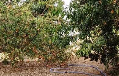 Imagem 12: Chácara em Aragoiania. Piscina